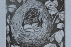 Blackbird Nest